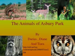 The Animals of Asbury Park