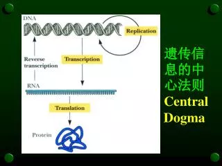 central dogma