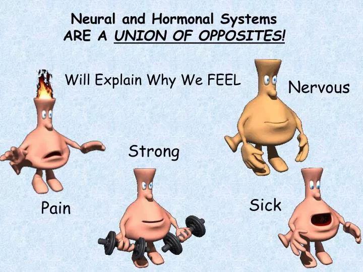 neural and hormonal systems are a union of opposites