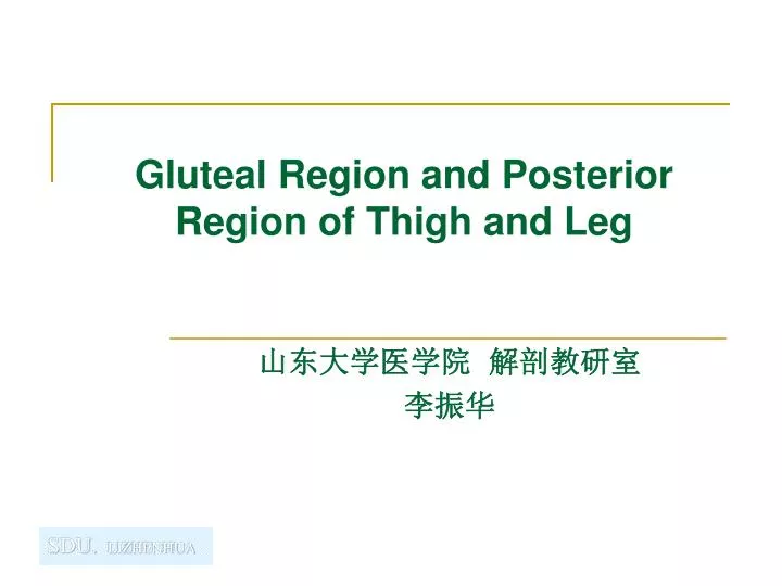 gluteal region and posterior region of thigh and leg