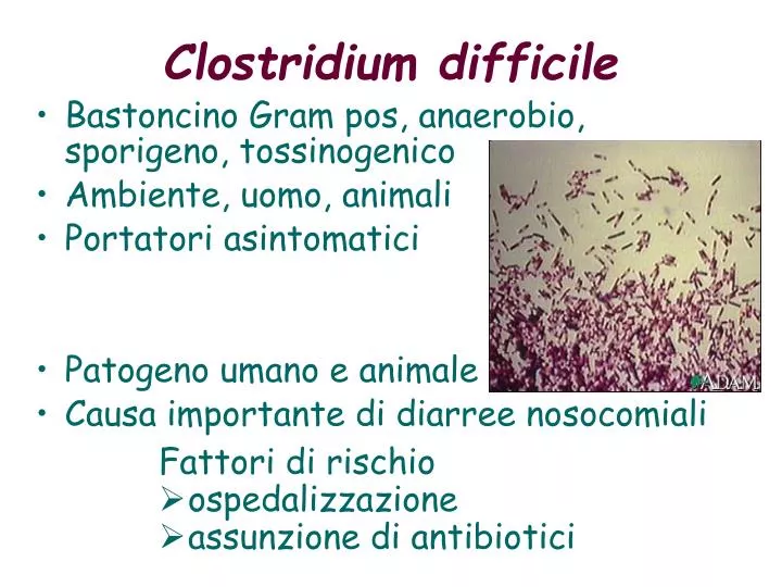 clostridium difficile