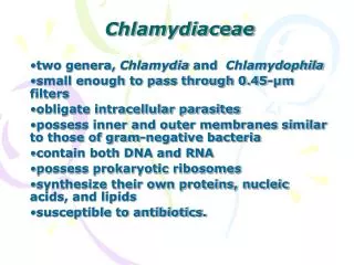 Chlamydiaceae