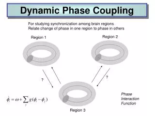 For studying synchronization among brain regions