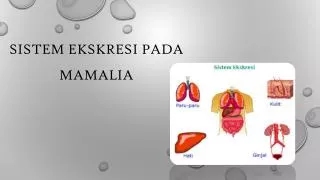 sistem ekskresi pada mamalia