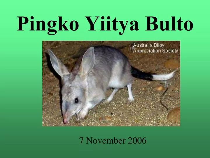 pingko yiitya bulto