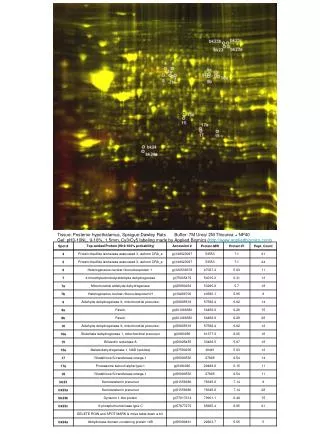 Tissue: Posterior hypothalamus, Sprague-Dawley Rats Buffer: 7M Urea/ 2M Thiourea + NP40