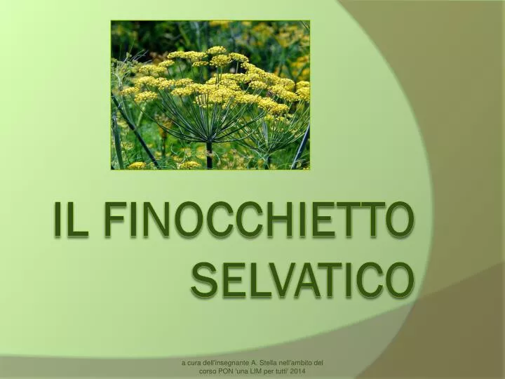 il finocchietto selvatico