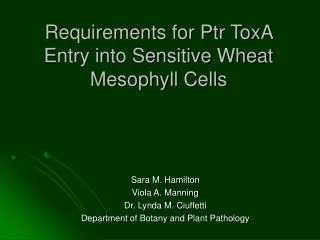 Requirements for Ptr ToxA Entry into Sensitive Wheat Mesophyll Cells