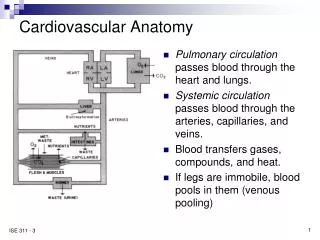 cardiovascular anatomy