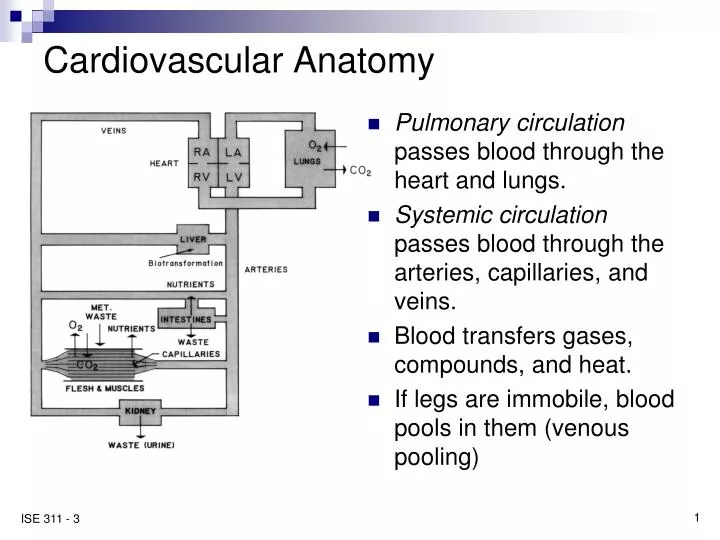 cardiovascular anatomy