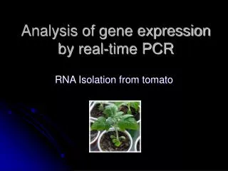 Analysis of gene expression by real-time PCR