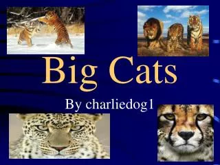 Big Cats