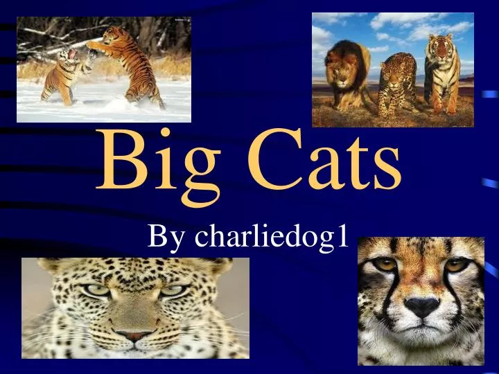 big cats