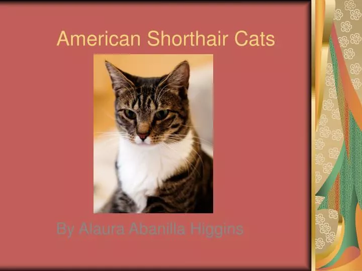 american shorthair cats