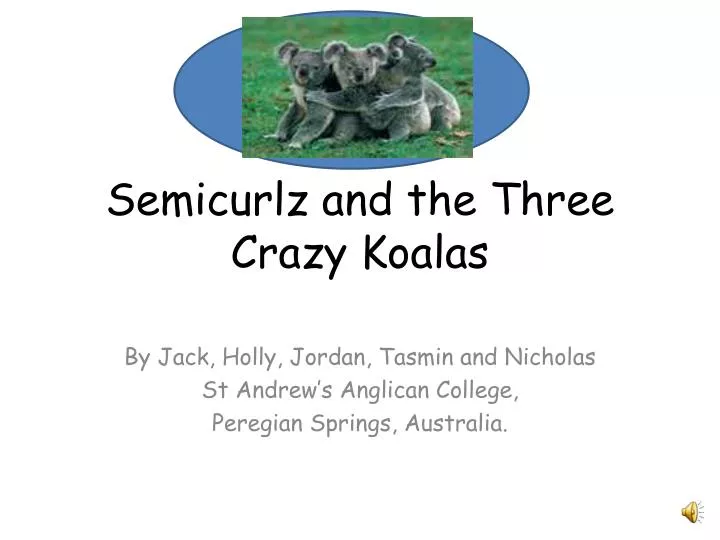 semicurlz and the three crazy koalas
