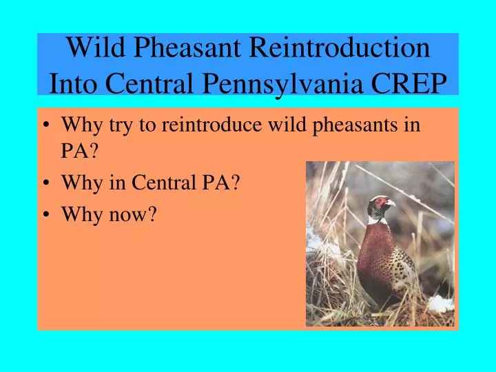 wild pheasant reintroduction into central pennsylvania crep