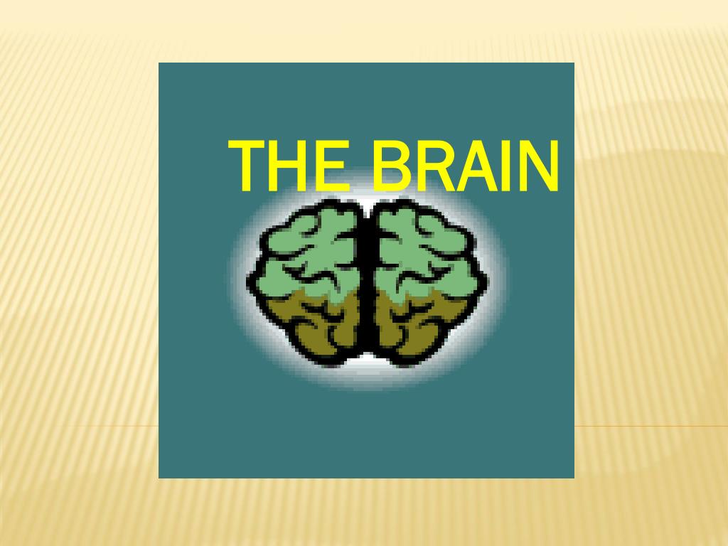 PPT - THE BRAIN PowerPoint Presentation, free download - ID:4302771