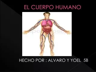 el cuerpo humano