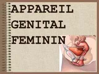 appareil genital feminin