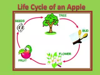 Life Cycle of an Apple