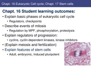 Chapt. 16 Eukaryotic Cell cycle; Chapt. 17 Stem cells