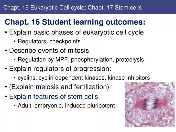 chapt 16 eukaryotic cell cycle chapt 17 stem cells