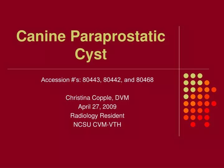 canine paraprostatic cyst