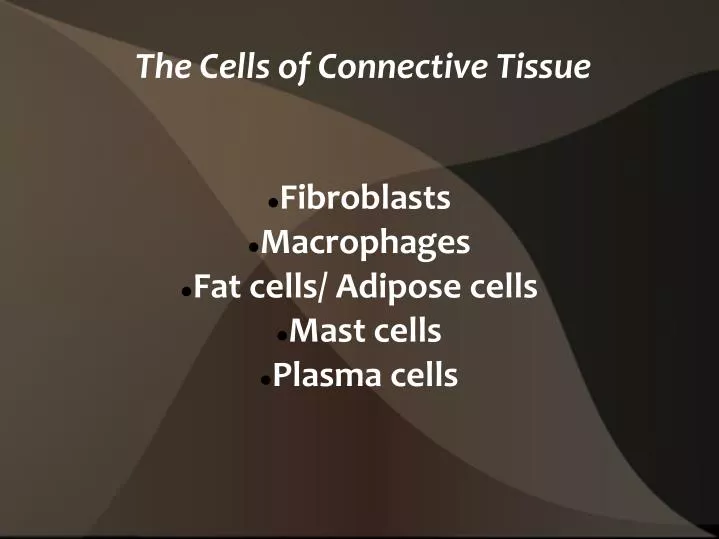 fibroblasts macrophages fat cells adipose cells mast cells plasma cells