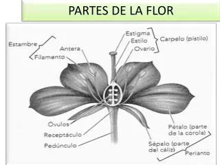partes de la flor