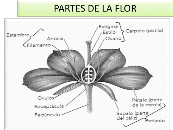 partes de la flor