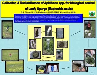 Collection &amp; Redistribution of Aphthona spp. for biological control