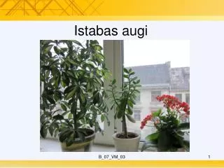 istabas augi