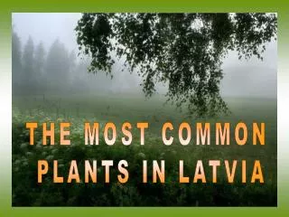 THE MOST COMMON PLANTS IN LATVIA