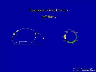 Engineered Gene Circuits Jeff Hasty