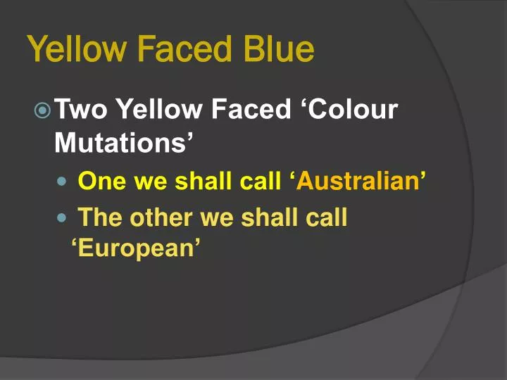 yellow faced blue