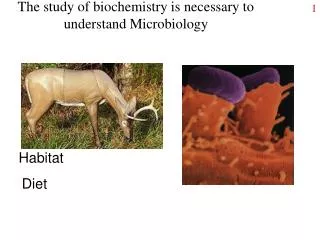 The study of biochemistry is necessary to understand Microbiology