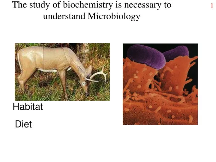 the study of biochemistry is necessary to understand microbiology