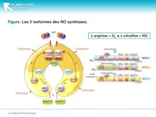 figure les 3 isoformes des no synthases