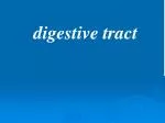 digestive tract - slide 1