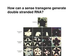 How can a sense transgene generate double stranded RNA?