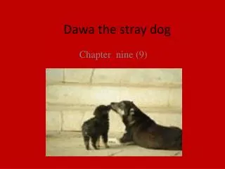 Dawa the stray dog
