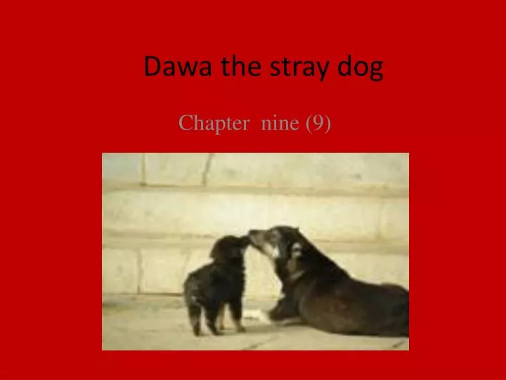 dawa the stray dog