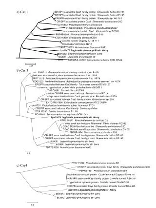 CRISPR associated Cas1 family protein Shewanella baltica OS185