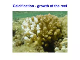 Calcification - growth of the reef