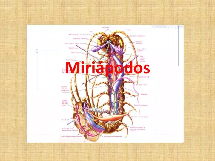 miri podos