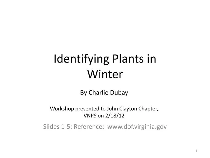 identifying plants in winter