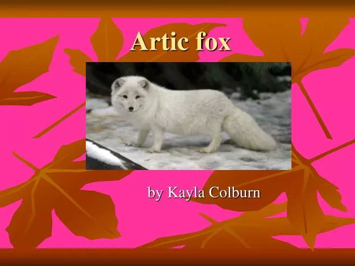 artic fox
