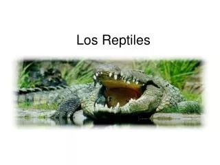 los reptiles