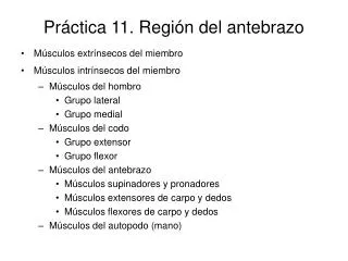 pr ctica 11 regi n del antebrazo