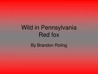 Wild in Pennsylvania Red fox